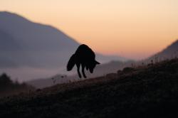 TheFoxAndTheChildPic#06