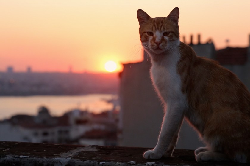 148081_25808_kedi_still